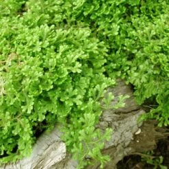 Fern Golden Clubmoss Selaginella Kraussiana 'Aurea'