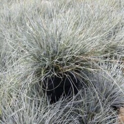Festuca 'Elijah Blue' Blue Fescue Grass