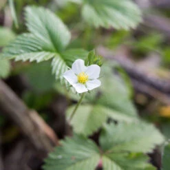 Fragaria Virginiana Wild Strawberry -Rare Roots Plan Shop Fragaria virginiana Wild Strawberry