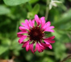 Gaillardia 'Grape Sensation' Blanket Flower -Rare Roots Plan Shop GLL Grape Sensation EZ