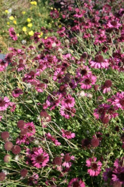 Gaillardia 'Grape Sensation' Blanket Flower -Rare Roots Plan Shop GLL Grape Sensation2 EZ