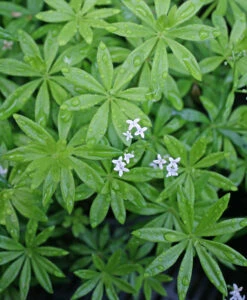 Galium Odoratum Sweet Woodruff