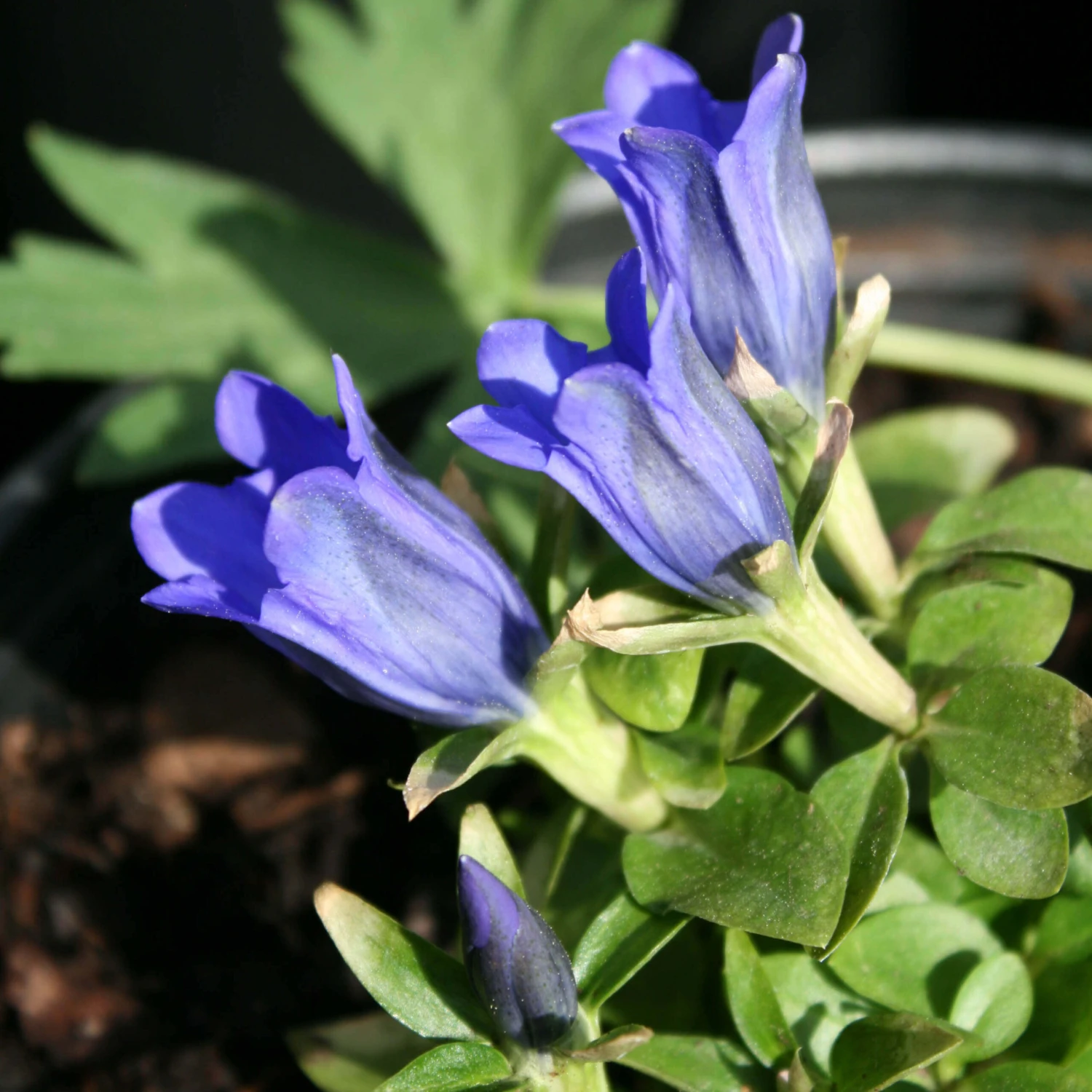 Gentiana 'True Blue' Bottle Gentian 1 Gentiana 'True Blue' Bottle Gentian