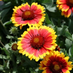 Gaillardia 'Arizona Sun' Blanket Flower
