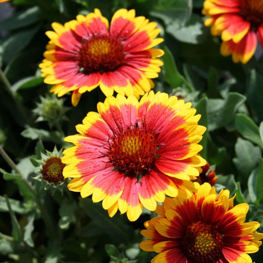 Gaillardia 'Arizona Sun' Blanket Flower 1 Gaillardia 'Arizona Sun' Blanket Flower