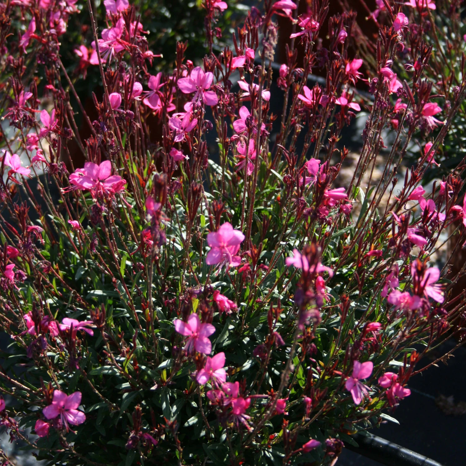 Gaura 'Belleza Dark Pink' Wandflower 1 Gaura 'Belleza Dark Pink' Wandflower