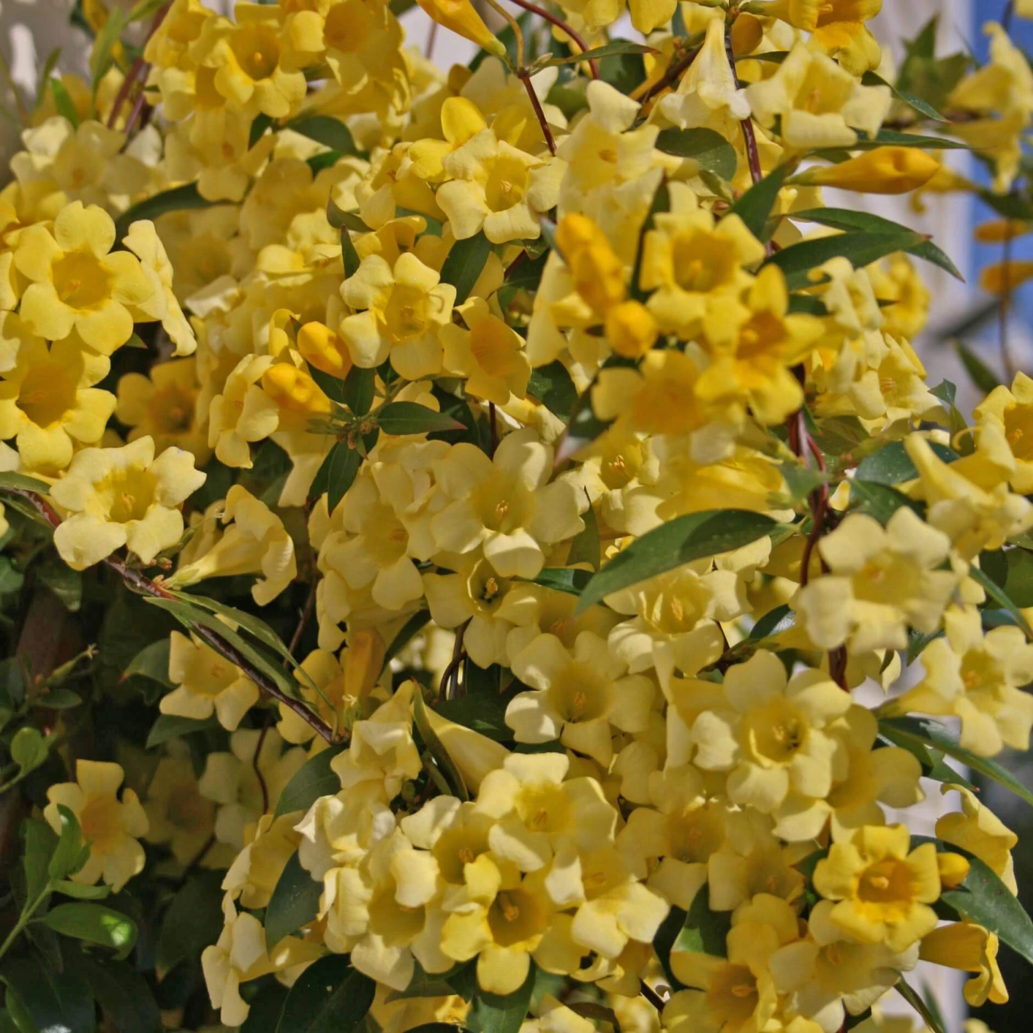 Gelsemium Sempervirens 'Margarita' Carolina Jasmine 1 Gelsemium Sempervirens 'Margarita' Carolina Jasmine