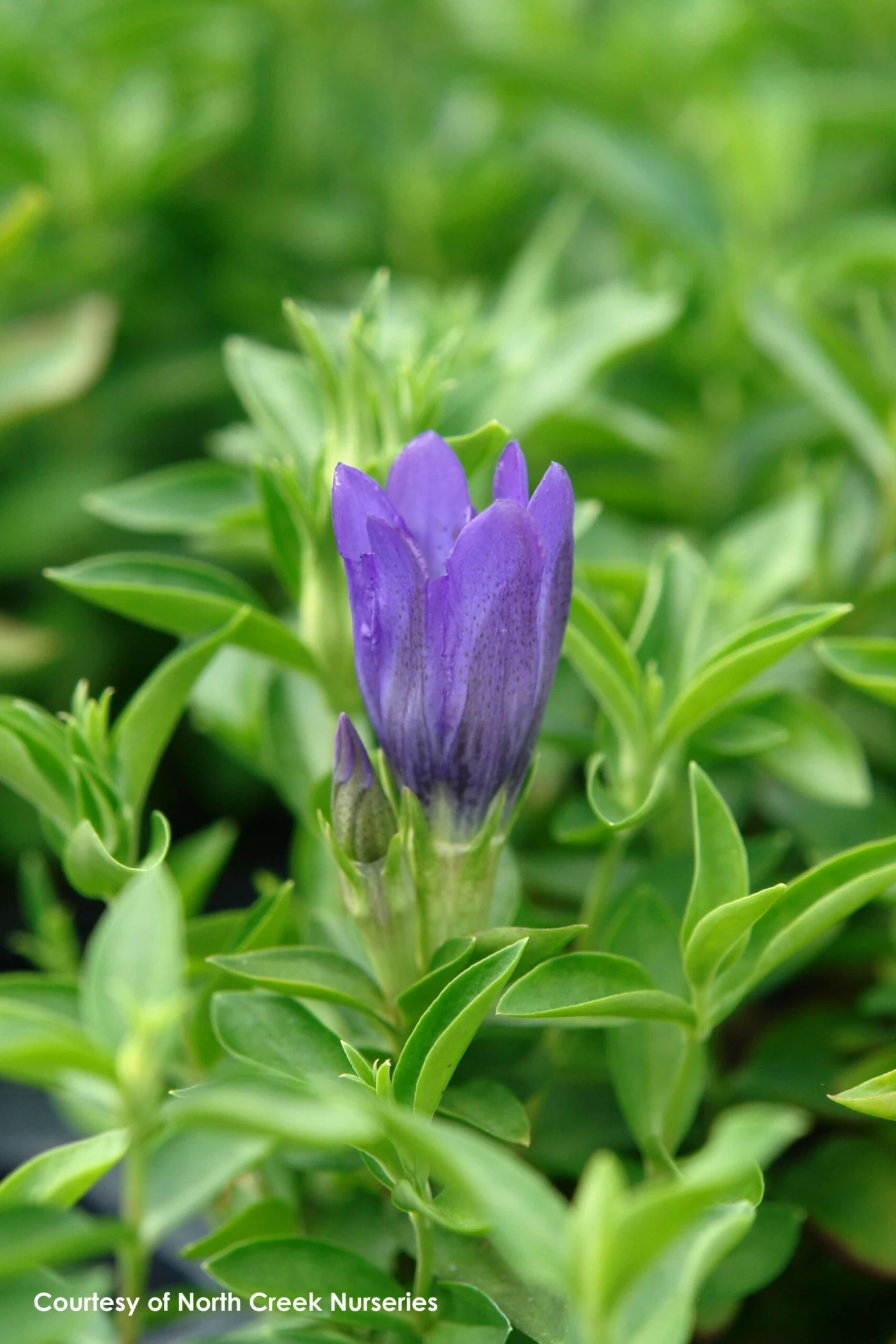 Gentiana 'True Blue' Bottle Gentian 3 Gentiana 'True Blue' Bottle Gentian - Image 3
