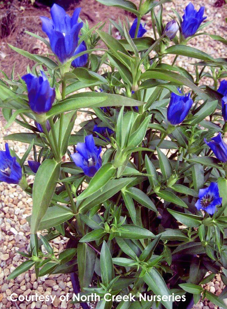 Gentiana 'True Blue' Bottle Gentian 2 Gentiana 'True Blue' Bottle Gentian - Image 2