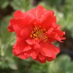 Geum Flora Plena 'Blazing Sunset' Avens