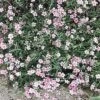 Gypsophila Repens 'Rosea' Creeping Baby's Breath