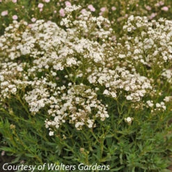 Gypsophila 'Festival Star' Baby's Breath