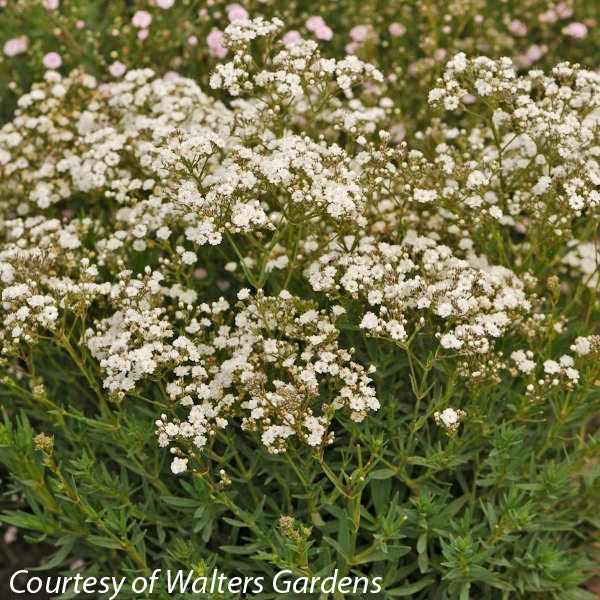 Gypsophila 'Festival Star' Baby's Breath 1 Gypsophila 'Festival Star' Baby's Breath