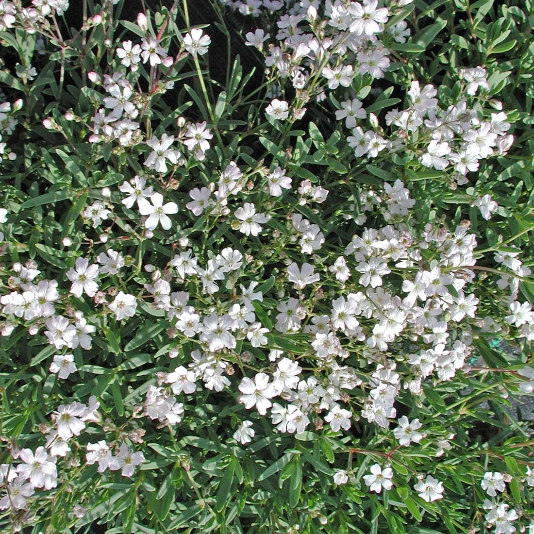 Gypsophila Repens 'Alba' Creeping Baby's Breath 1 Gypsophila Repens 'Alba' Creeping Baby's Breath