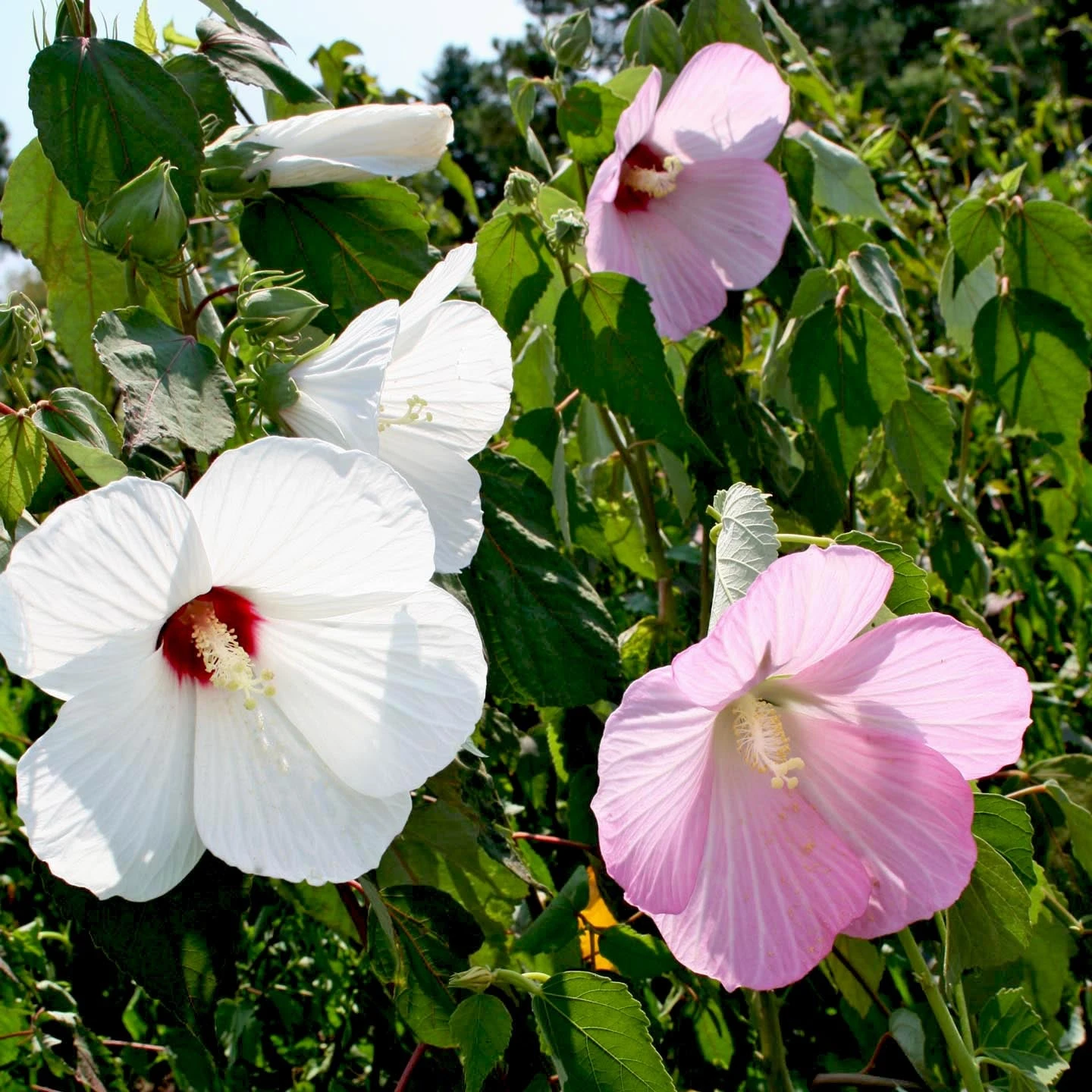 Hardy Hibiscus Moscheutos Swamp Mallow 1 Hardy Hibiscus Moscheutos Swamp Mallow