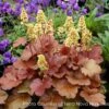 Heuchera X 'Blondie' Coral Bells