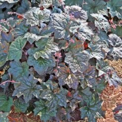 Heuchera 'Palace Purple' Coral Bells