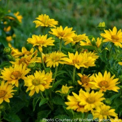 Heliopsis 'Tuscan Gold' Smooth Ox-Eye Daisy -Rare Roots Plan Shop HELIOPSIS TUSCAN GOLD 3