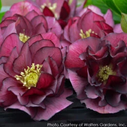 Helleborus 'True Love' Lenten Rose