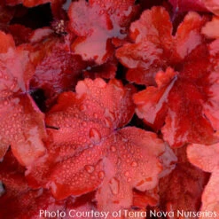 Heuchera X 'Fire Alarm' Coral Bells -Rare Roots Plan Shop HEUCHERA FIRE ALARM 5