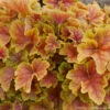 Heuchera 'Happy Flames' Coral Bells