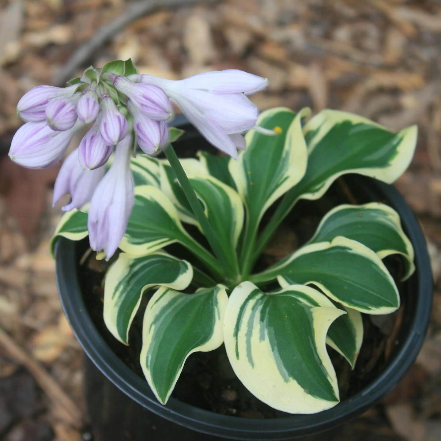 Hosta 'Mini Skirt' Plantain Lily 1 Hosta 'Mini Skirt' Plantain Lily