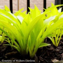 Hosta 'Munchkin Fire' Plantain Lily 7 Hosta 'Munchkin Fire' Plantain Lily -Rare Roots Plan Shop HST Munchkin Fire WG