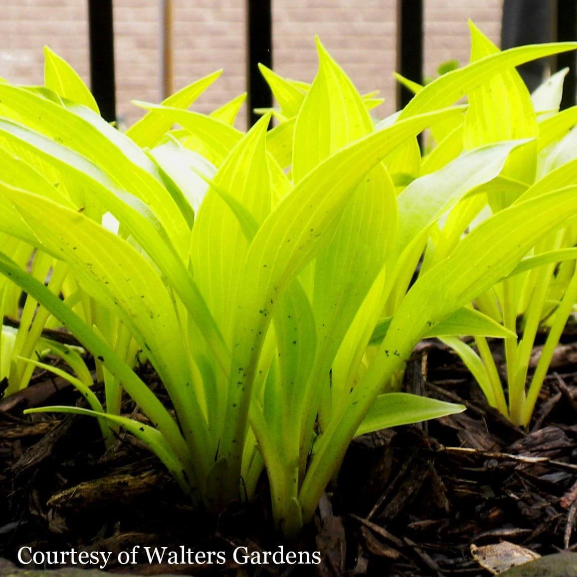 Hosta 'Munchkin Fire' Plantain Lily 4 Hosta 'Munchkin Fire' Plantain Lily - Image 4