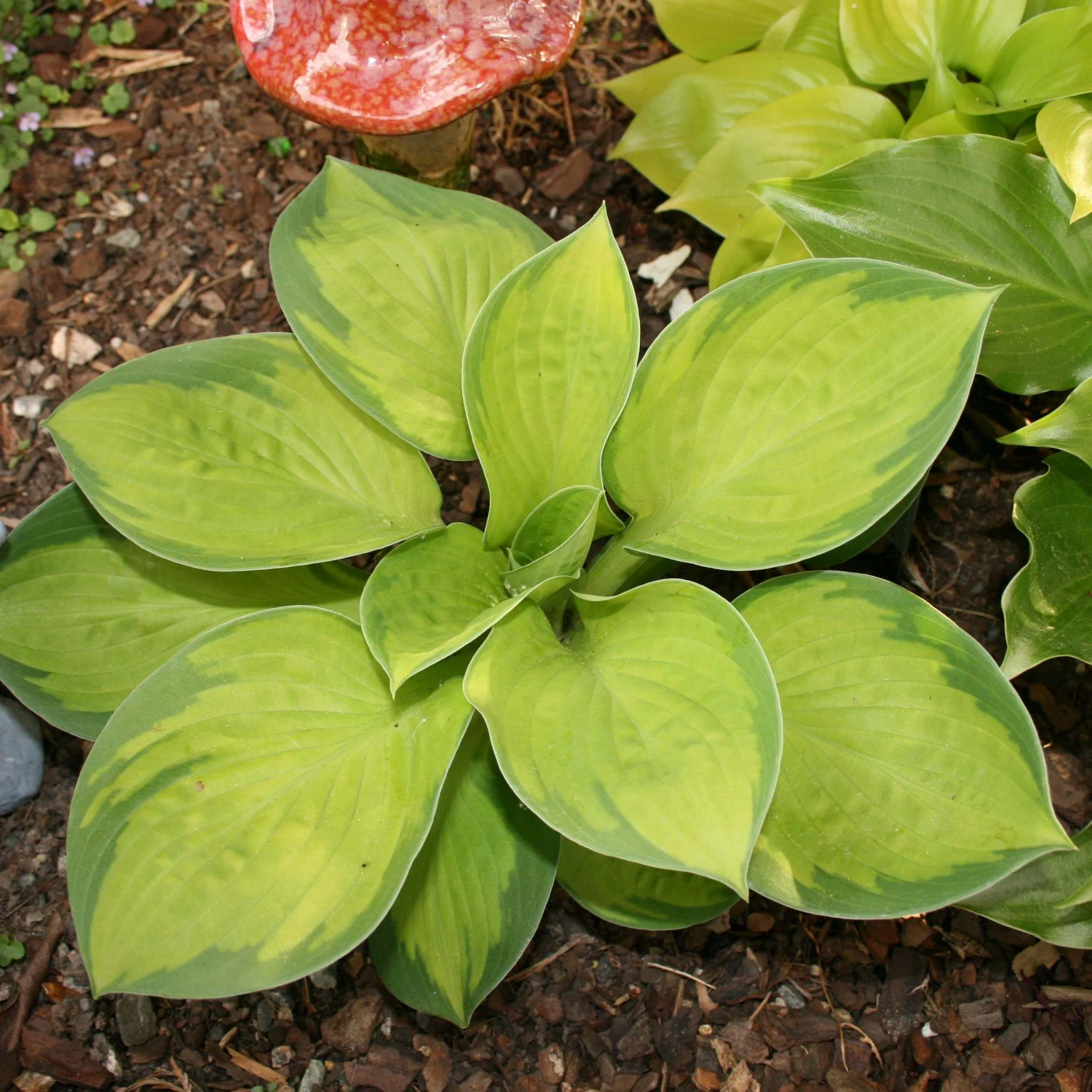 Hosta 'Rainforest Sunrise' Plantain Lily 1 Hosta 'Rainforest Sunrise' Plantain Lily
