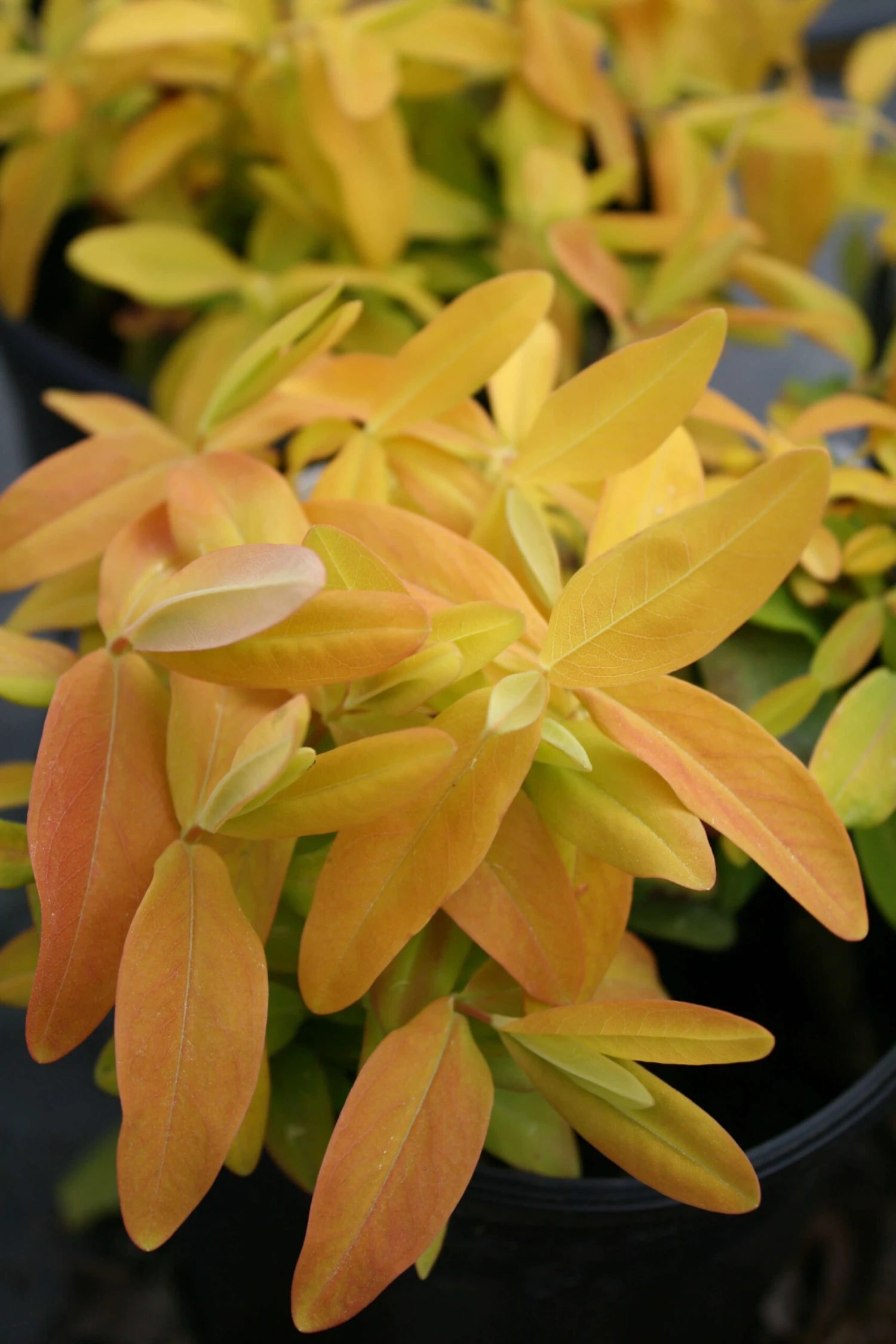 Hypericum 'Brigadoon' St. John's Wort 1 Hypericum 'Brigadoon' St. John's Wort