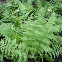 Fern Hayscented Dennstaedtia Punctilobula