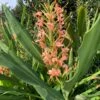 Hedychium 'Elizabeth' Hardy Ginger