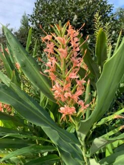 Hedychium 'Elizabeth' Hardy Ginger