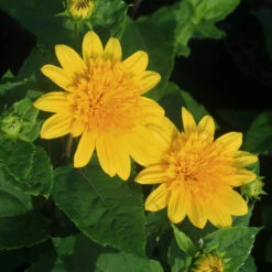 Helianthus 'Happy Days' Sunflower -Rare Roots Plan Shop Helianthus Happy Days Sunflower