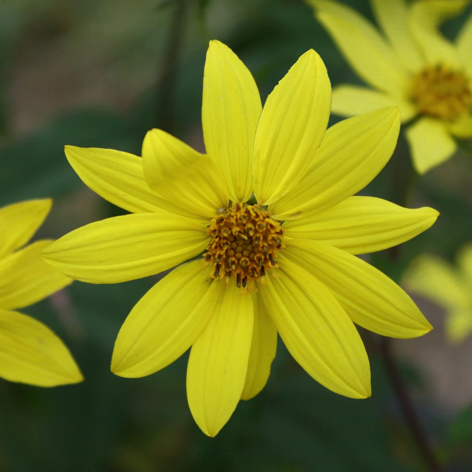 Helianthus Microcephalus 'Lemon Queen' Sunflower 1 Helianthus Microcephalus 'Lemon Queen' Sunflower