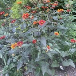 Heliopsis Scabra 'Bleeding Hearts' Smooth Ox-Eye Daisy 5 Heliopsis Scabra 'Bleeding Hearts' Smooth Ox-Eye Daisy -Rare Roots Plan Shop Heliopsis scabra Bleeding Hearts False Sunflower 2