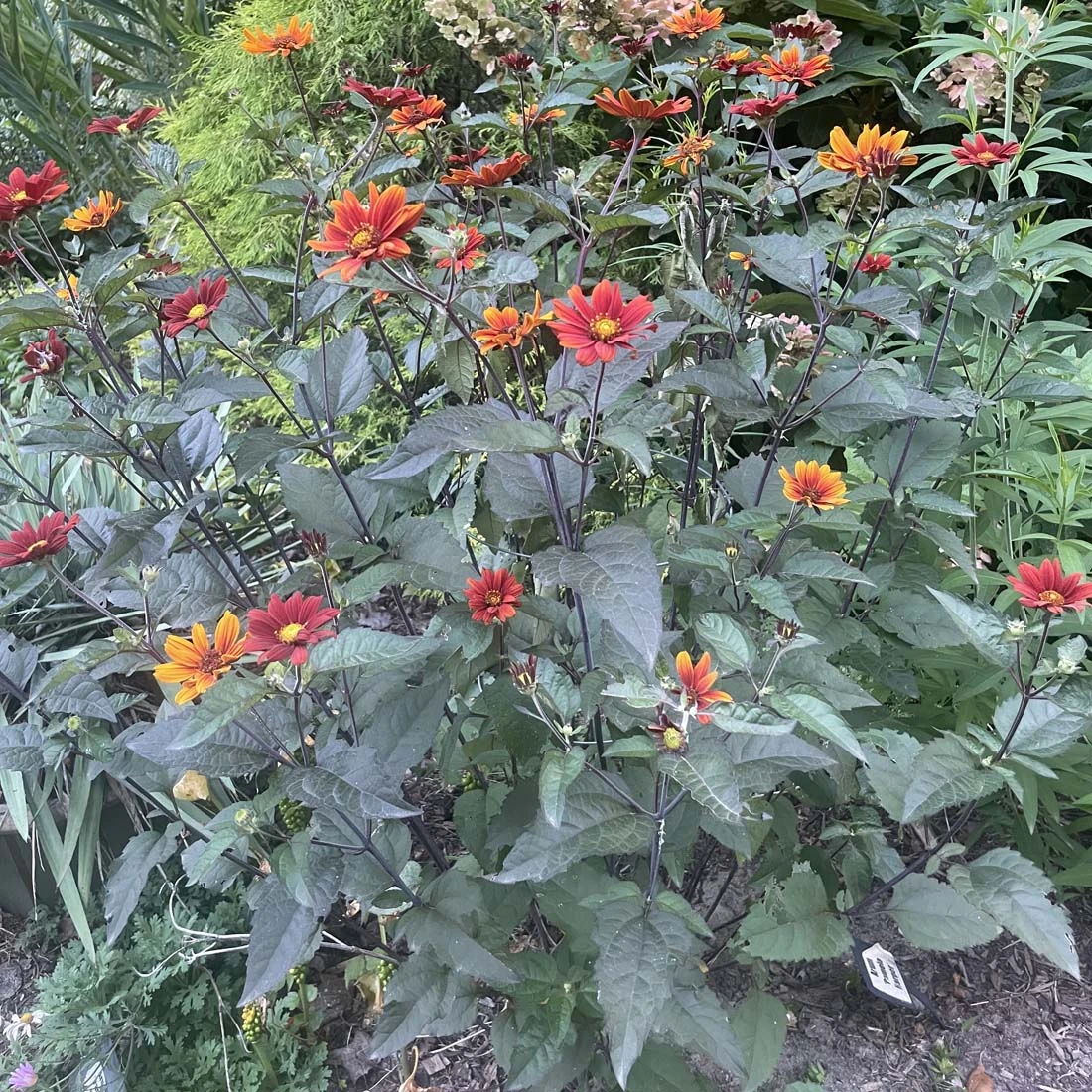 Heliopsis Scabra 'Bleeding Hearts' Smooth Ox-Eye Daisy 3 Heliopsis Scabra 'Bleeding Hearts' Smooth Ox-Eye Daisy - Image 3