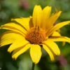 Heliopsis Helianthoides False Sunflower