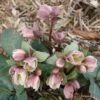 Helleborus X Nigersmithii 'Ivory Prince' Lenten Rose