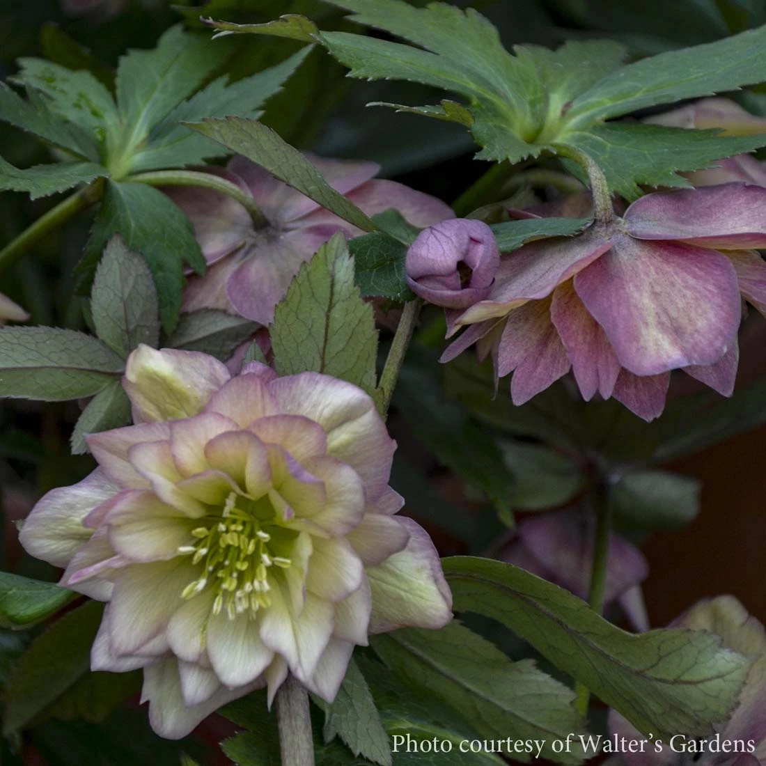 Helleborus 'Mother Of Bride' Lenten Rose 1 Helleborus 'Mother Of Bride' Lenten Rose
