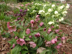 Helleborus 'Pine Knot Strain' Lenten Rose -Rare Roots Plan Shop Helleborus Pine Knot 2