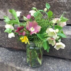 Helleborus 'Pine Knot Strain' Lenten Rose -Rare Roots Plan Shop Helleborus Pine Knot Strain Lenten Rose 2