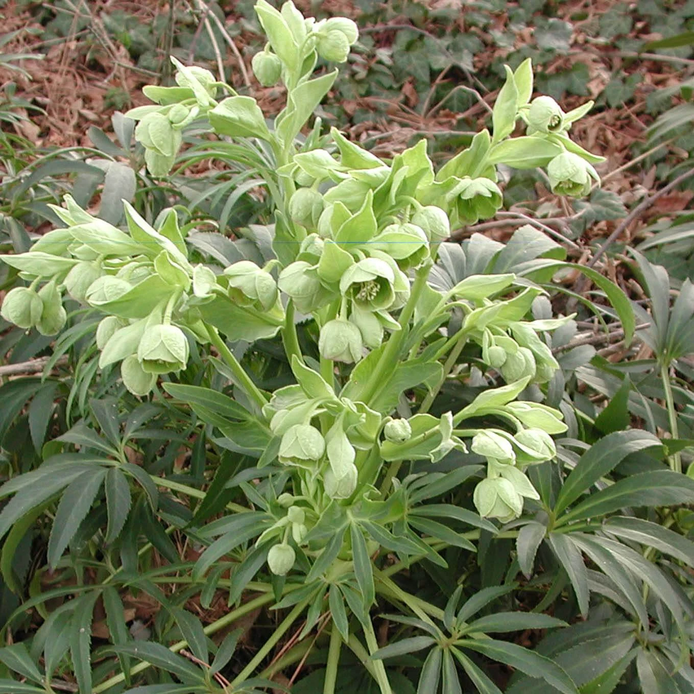 Helleborus Foetidus - Stinking Hellebore 1 Helleborus Foetidus - Stinking Hellebore