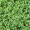 Herniaria Glabra Green Carpet Rupturewort