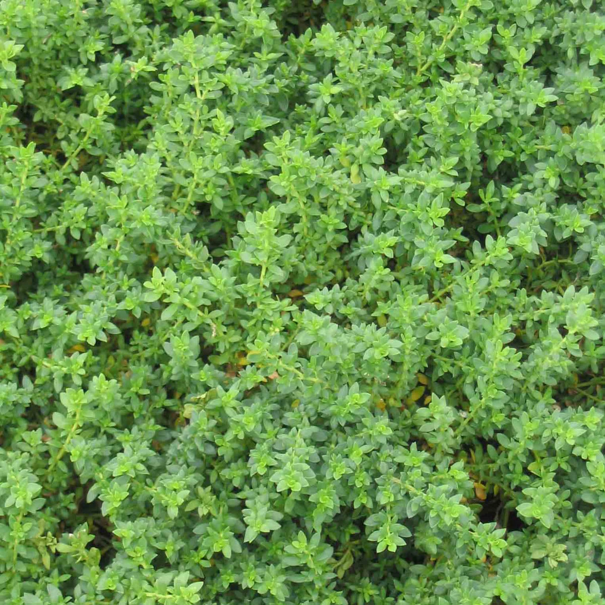 Herniaria Glabra Green Carpet Rupturewort 1 Herniaria Glabra Green Carpet Rupturewort