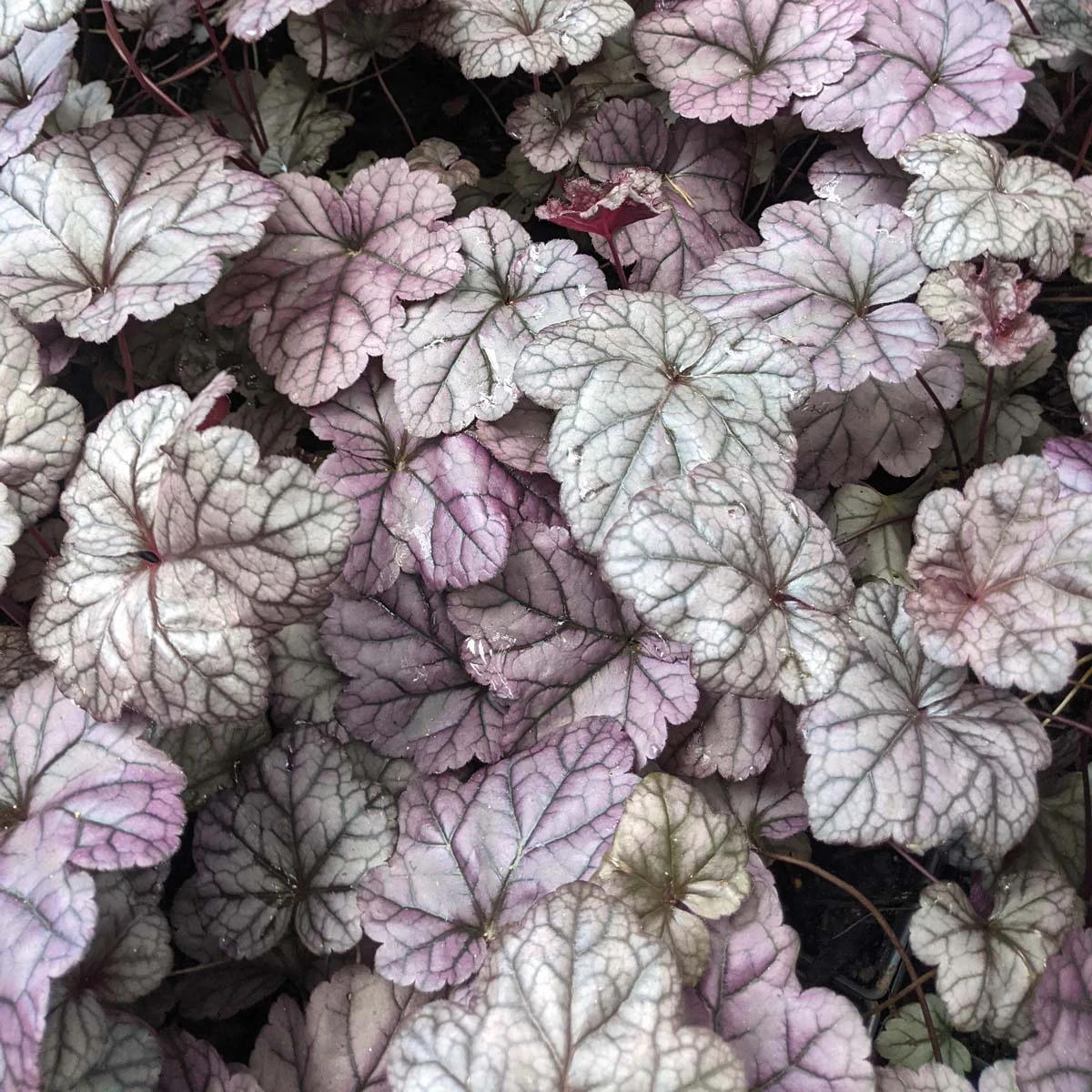 Heuchera 'Wildberry' Coral Bells 2 Heuchera 'Wildberry' Coral Bells - Image 2