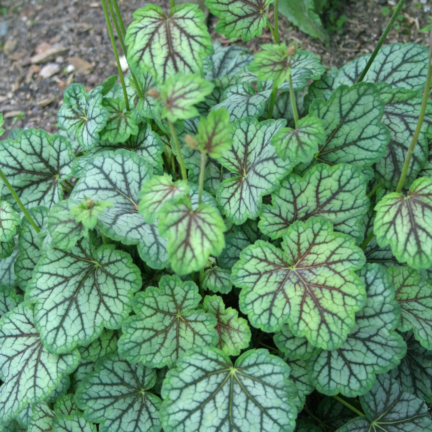 Heuchera Americana 'Green Spice' Coral Bells 1 Heuchera Americana 'Green Spice' Coral Bells