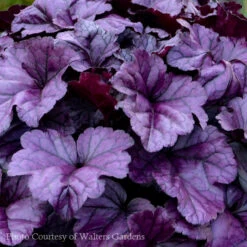 Heuchera 'Wildberry' Coral Bells