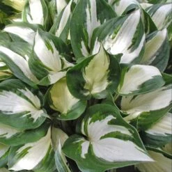 Hosta 'Fire And Ice' Plantain Lily