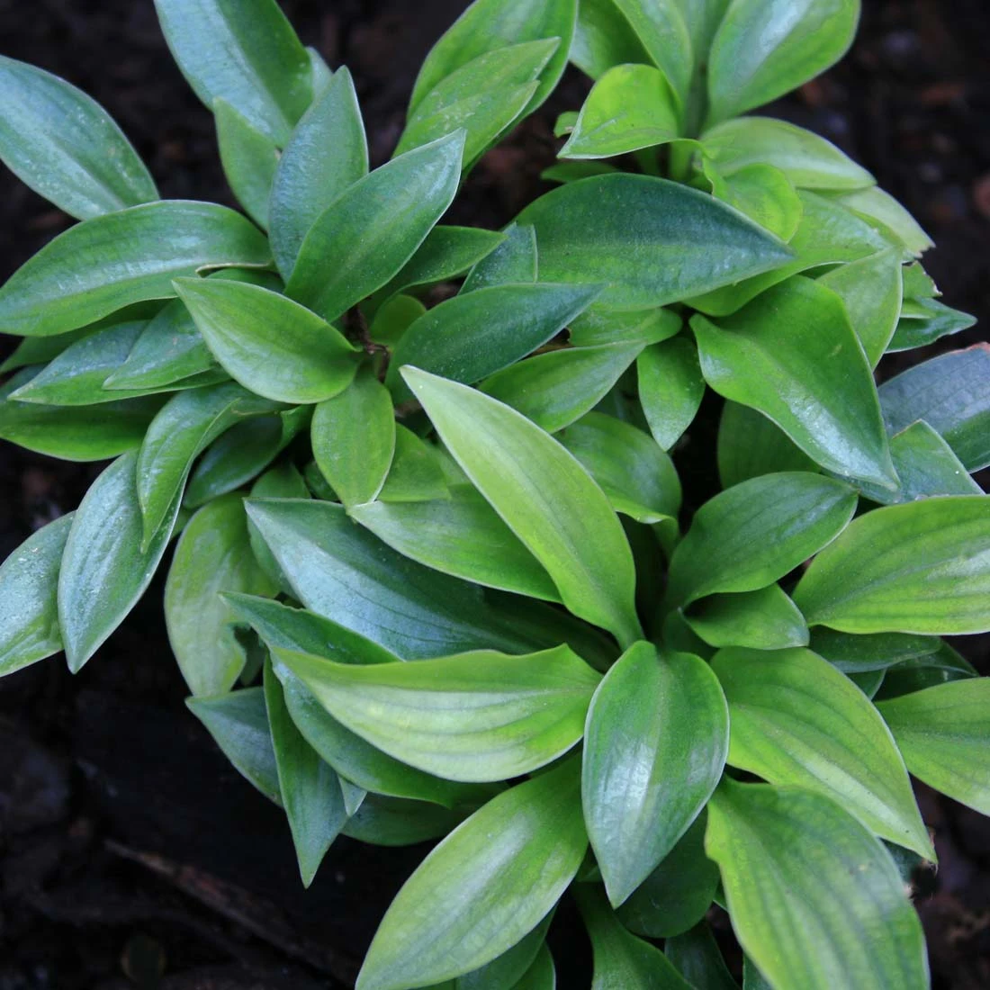 Hosta 'Plug Nickel' Plantain Lily 1 Hosta 'Plug Nickel' Plantain Lily
